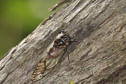 Image of Odopoea strigipennis (Walker & F. 1858)