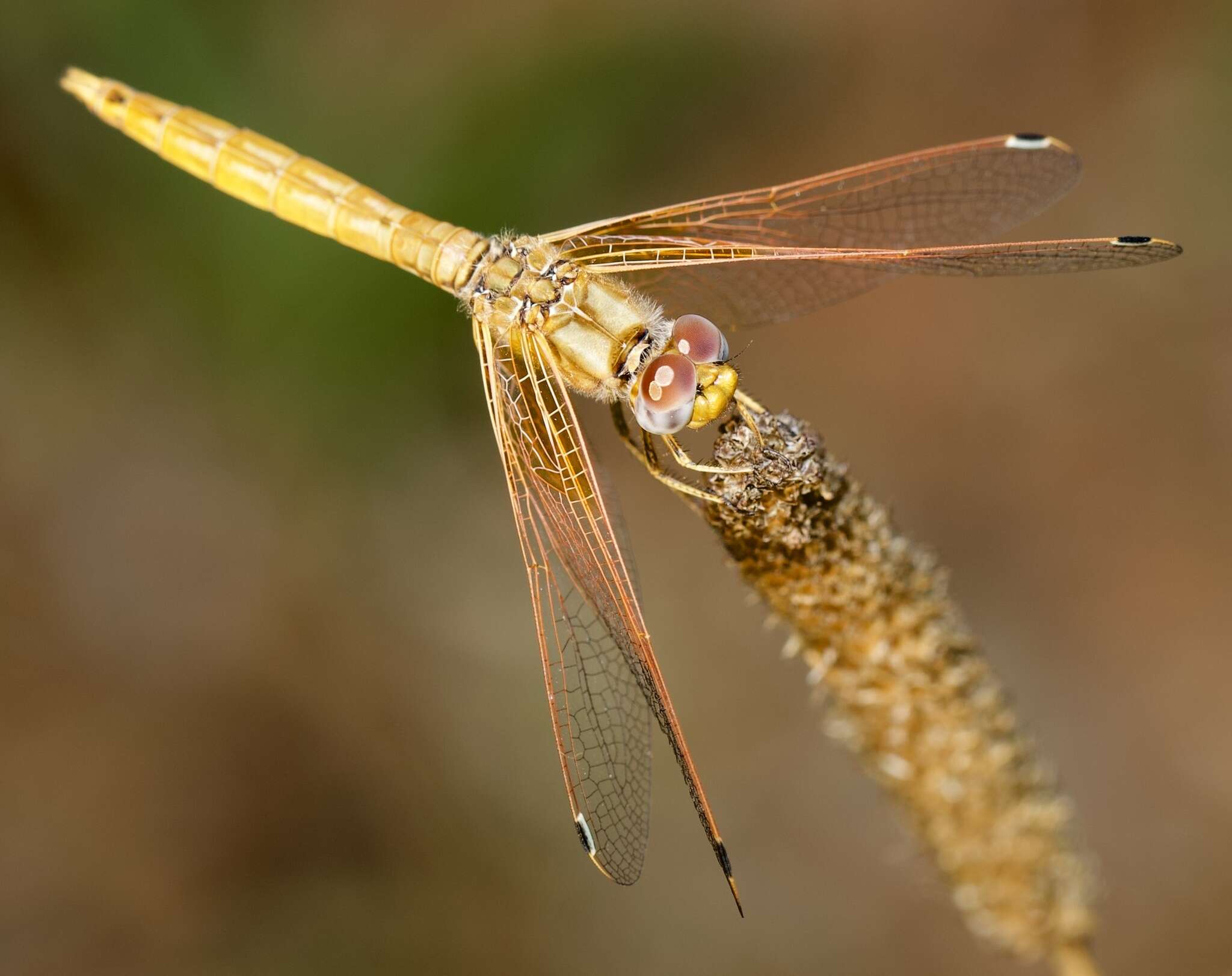 Imagem de <i>Trithemis kirbyi ardens</i> Gerstaecker 1891