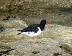 Image of oystercatcher, eurasian oystercatcher