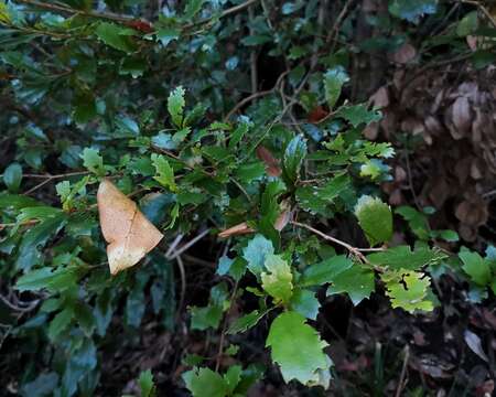 Image of Lomatia dentata (Ruiz & Pav.) R. Br.