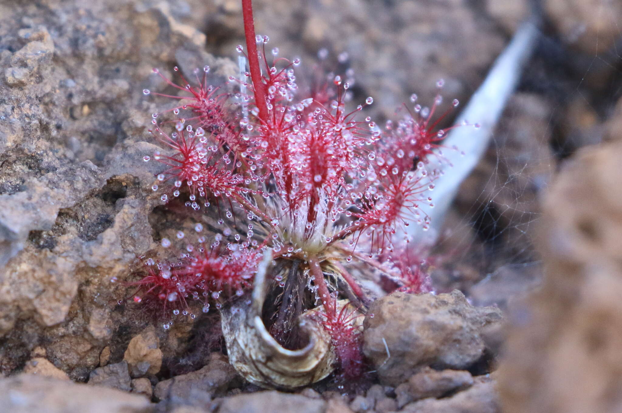 Imagem de Drosera neocaledonica R. Hamet