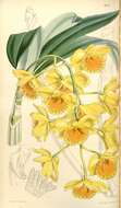 صورة Dendrobium chrysotoxum Lindl.