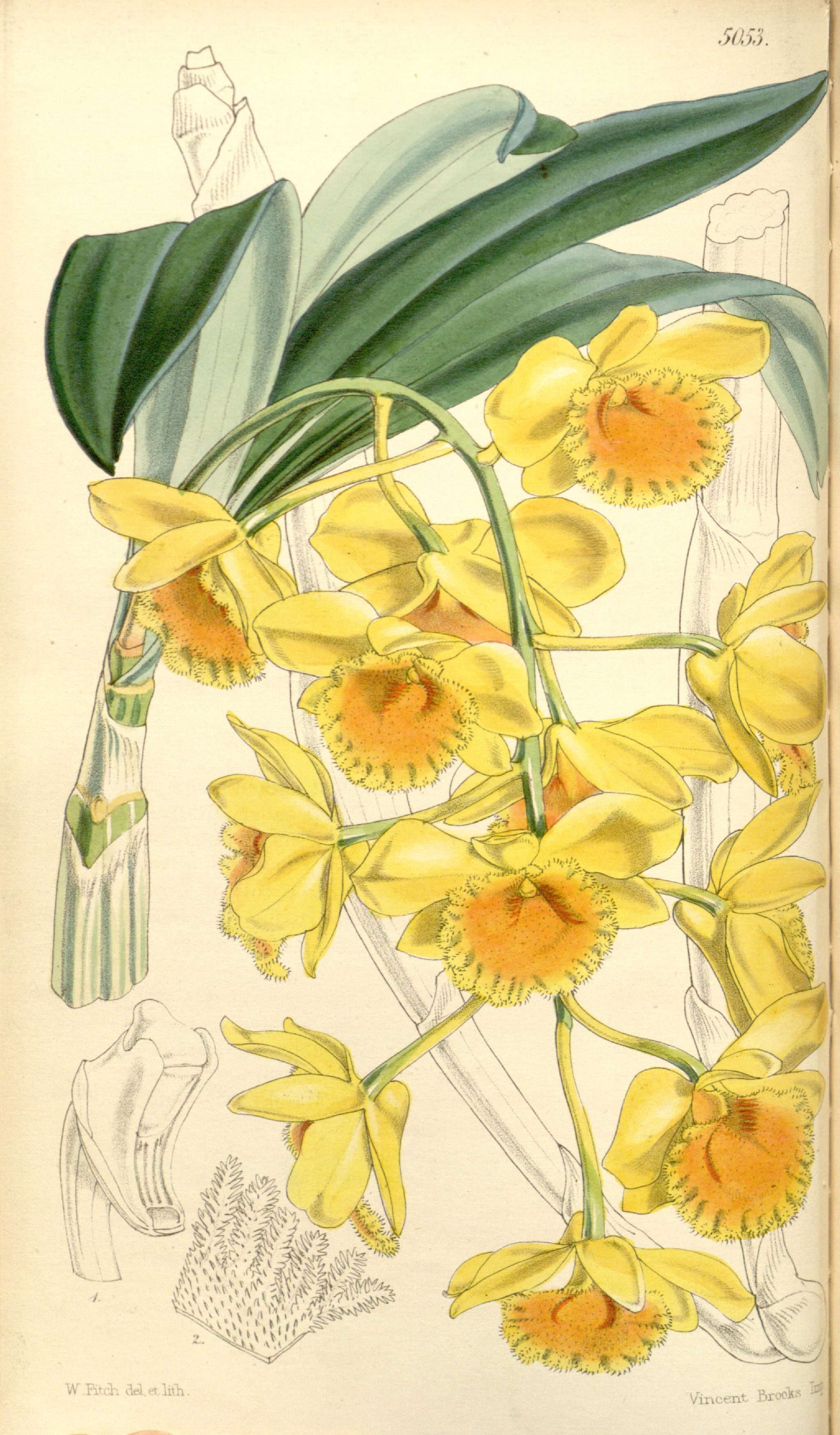 Imagem de Dendrobium chrysotoxum Lindl.