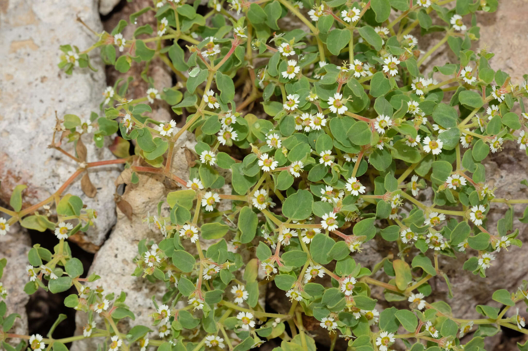 Image of Euphorbia peruviana L. C. Wheeler