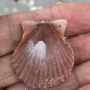 Imagem de Aequipecten muscosus (W. Wood 1828)