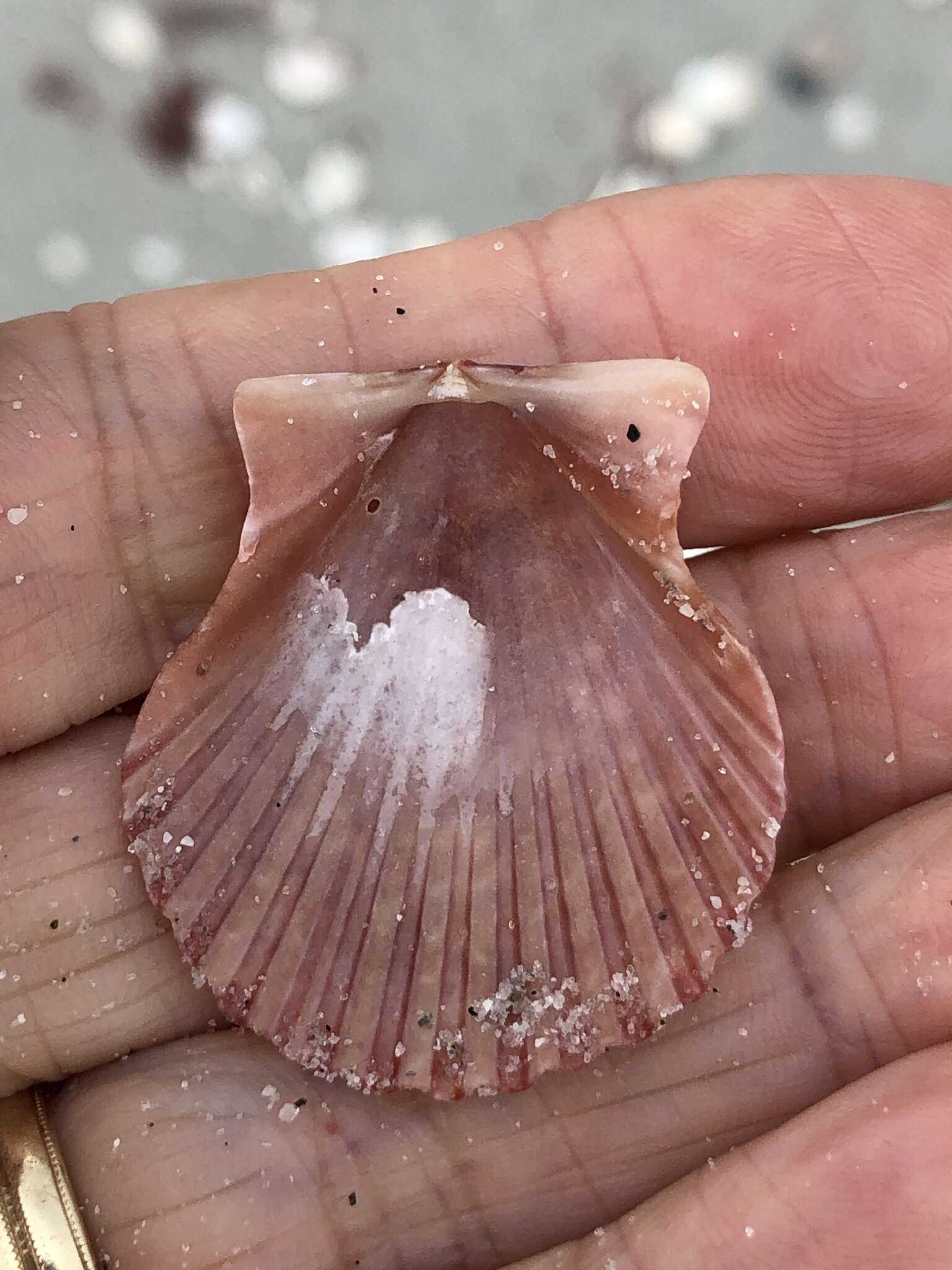 Imagem de Aequipecten muscosus (W. Wood 1828)