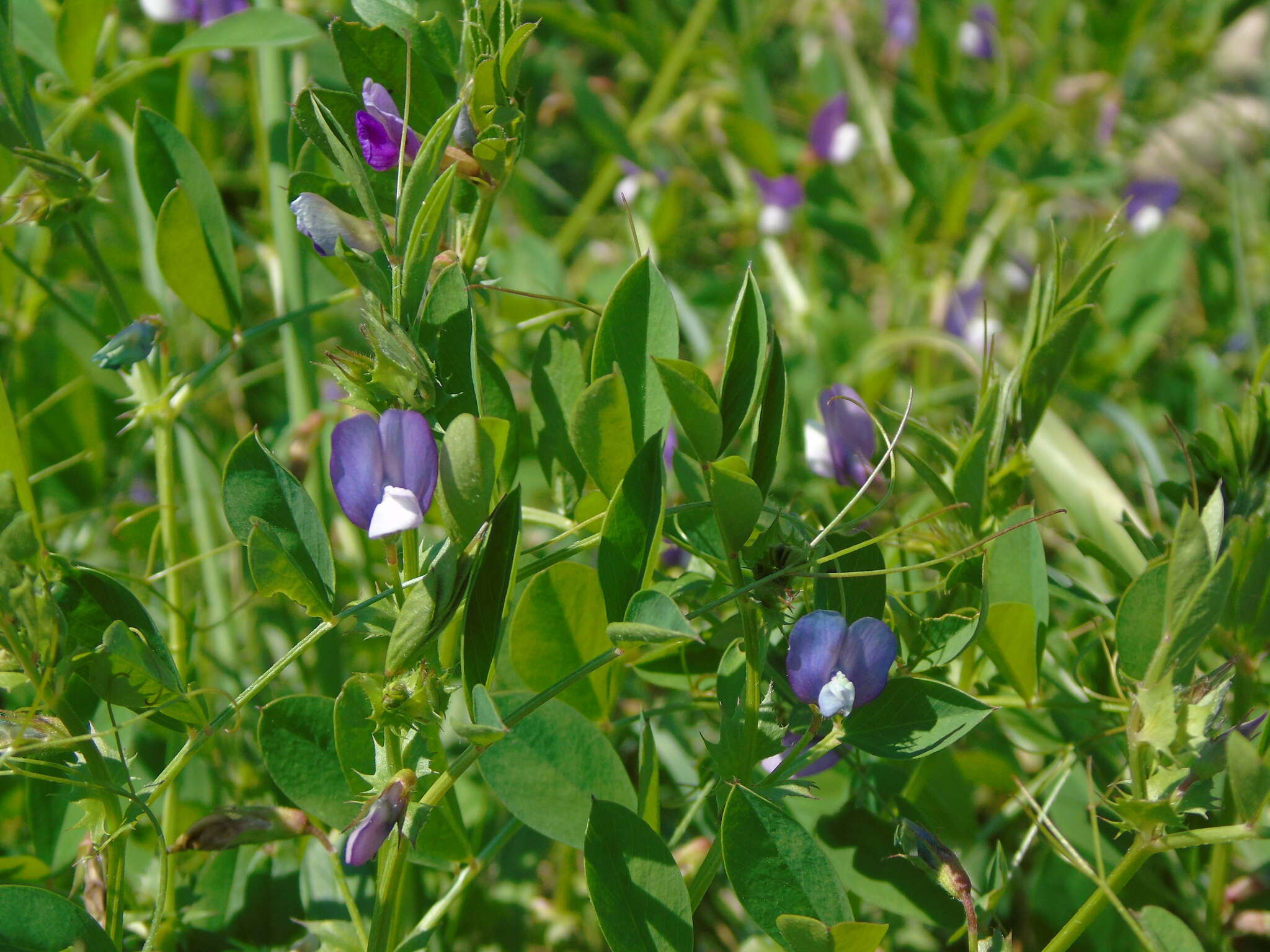 Image of Bithynian vetch