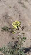 Image of Descurainia erodiifolia (Phil.) Prantl ex Reiche