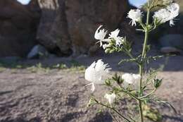 Imagem de Schizanthus candidus Lindl.