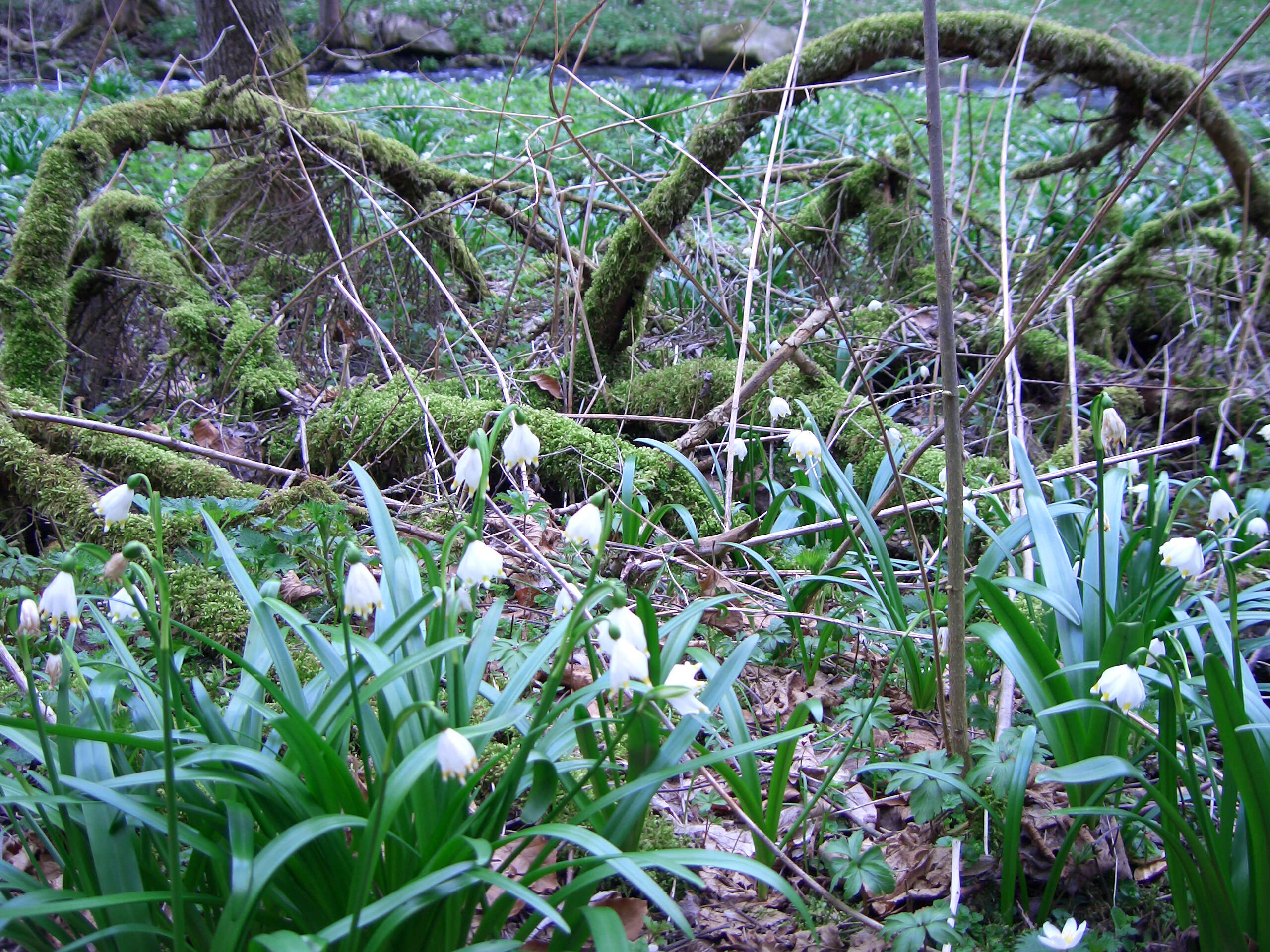 Image of Spring Snowflake