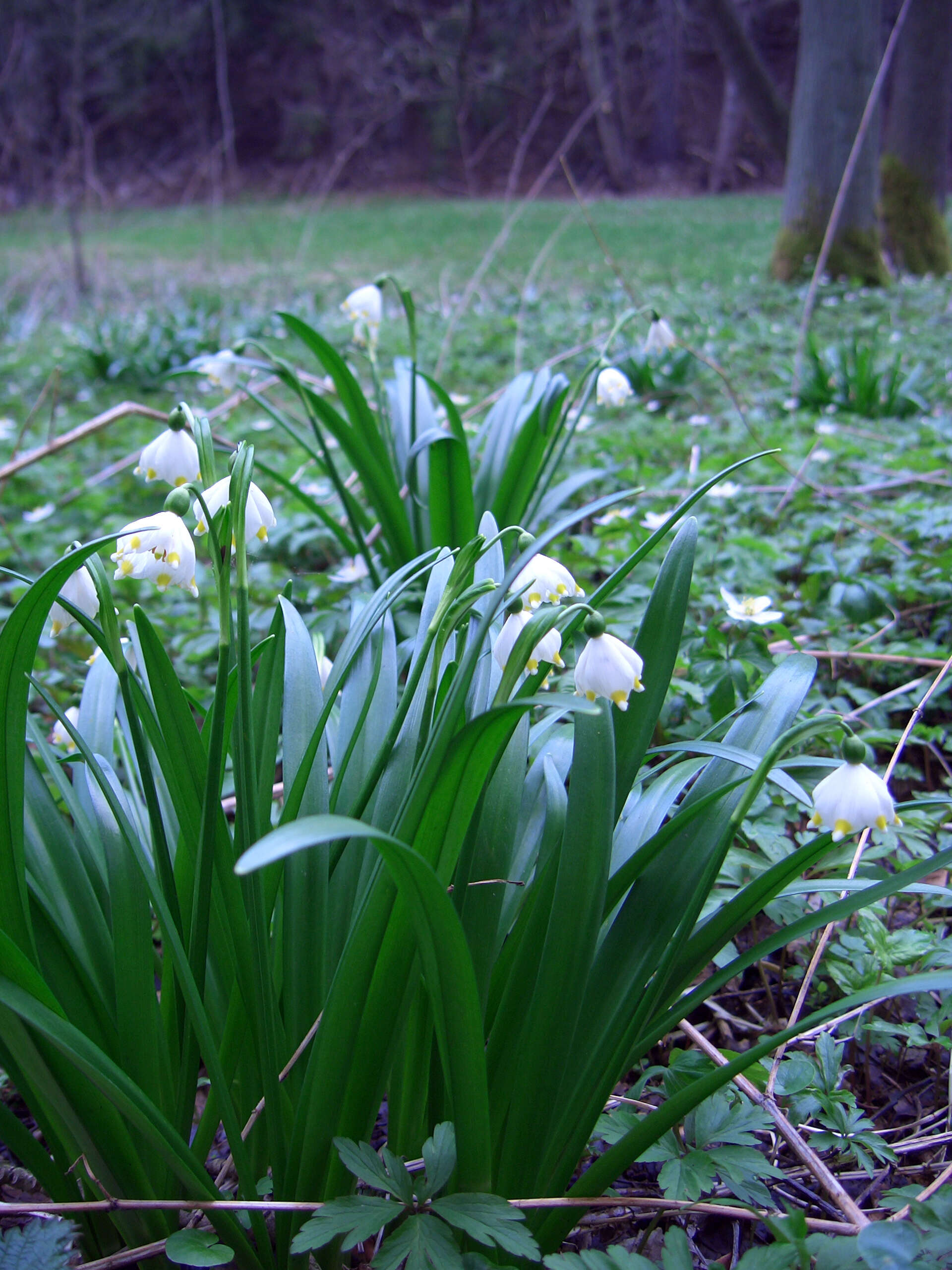 Image of Spring Snowflake