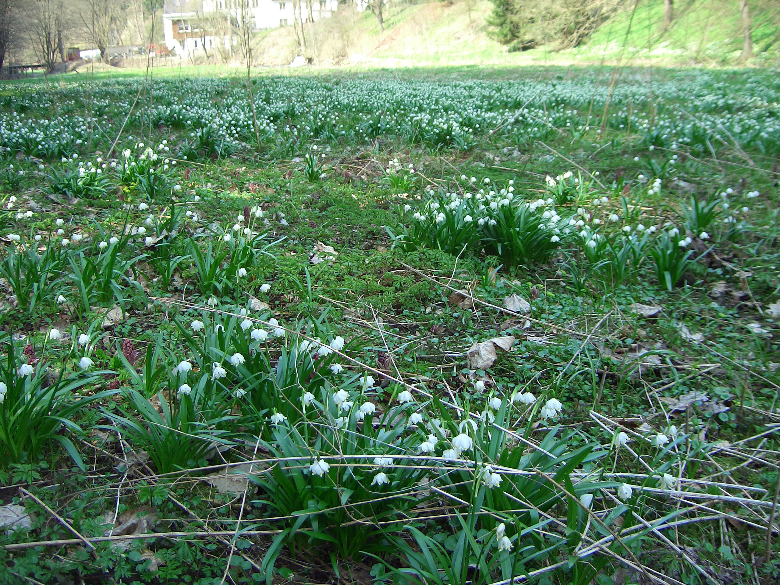 Image of Spring Snowflake