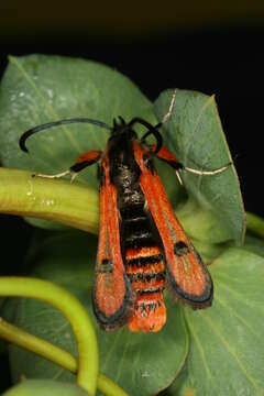 Image of Chamaesphecia anthraciformis Rambur 1832