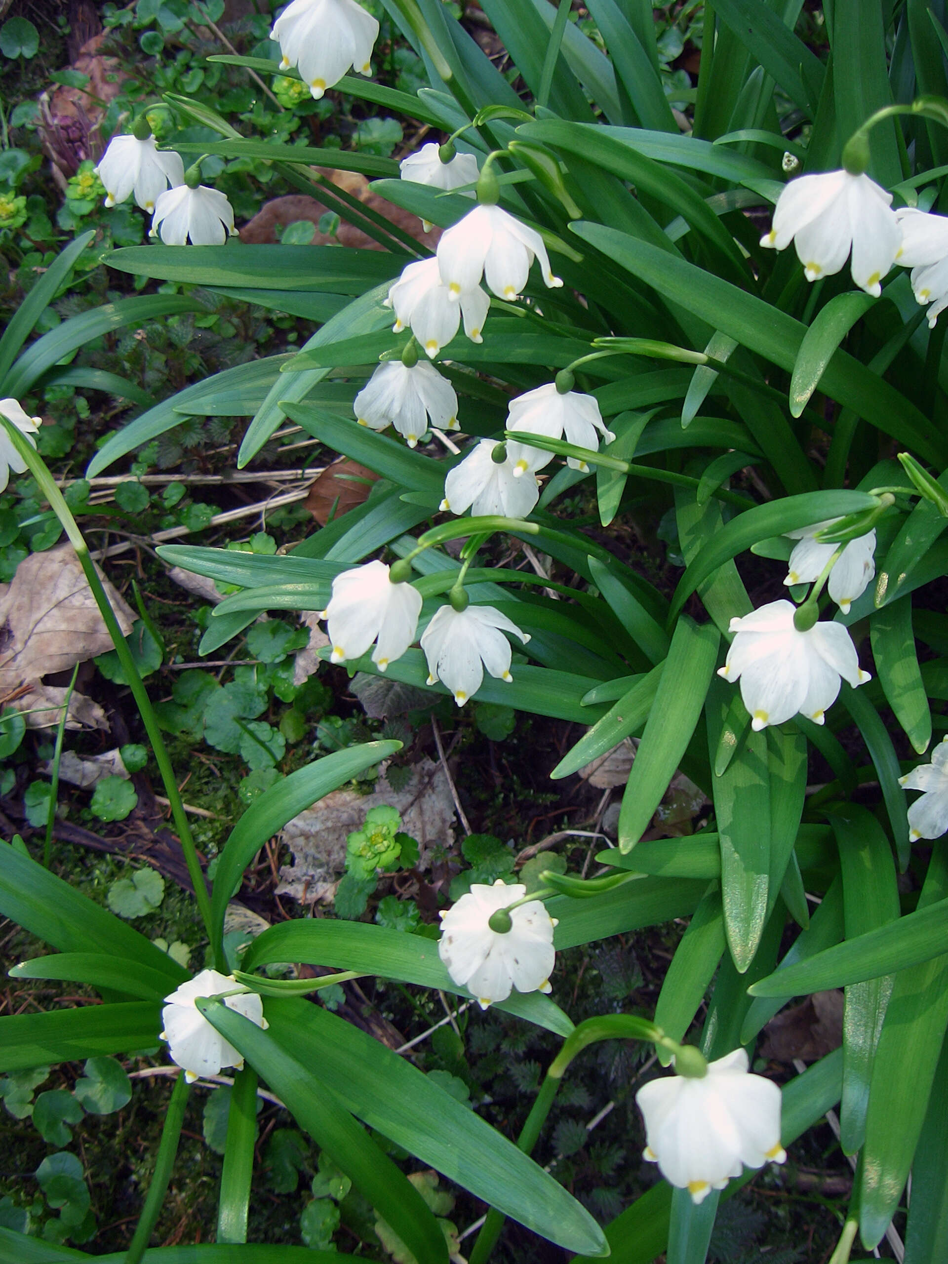 Image of Spring Snowflake