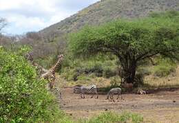 Image of Fringe-eared oryx