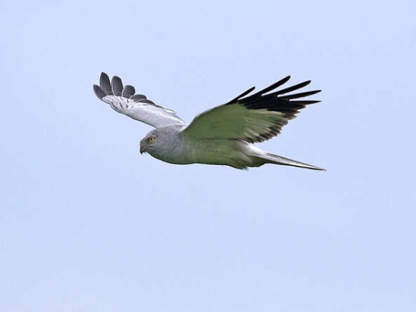 Image of Hen Harrier