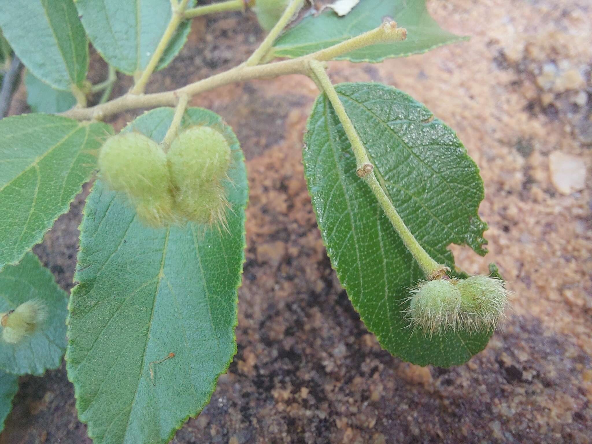 Image of Grewia rogersii Burtt Davy & Greenway