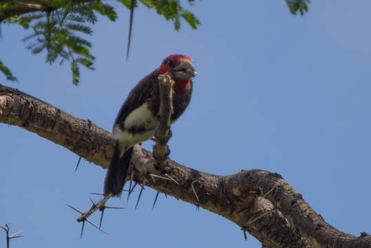 Image of Brown-breasted Barbet