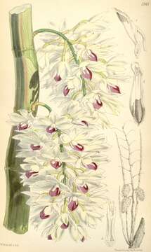 Sivun Dendrobium amethystoglossum Rchb. fil. kuva