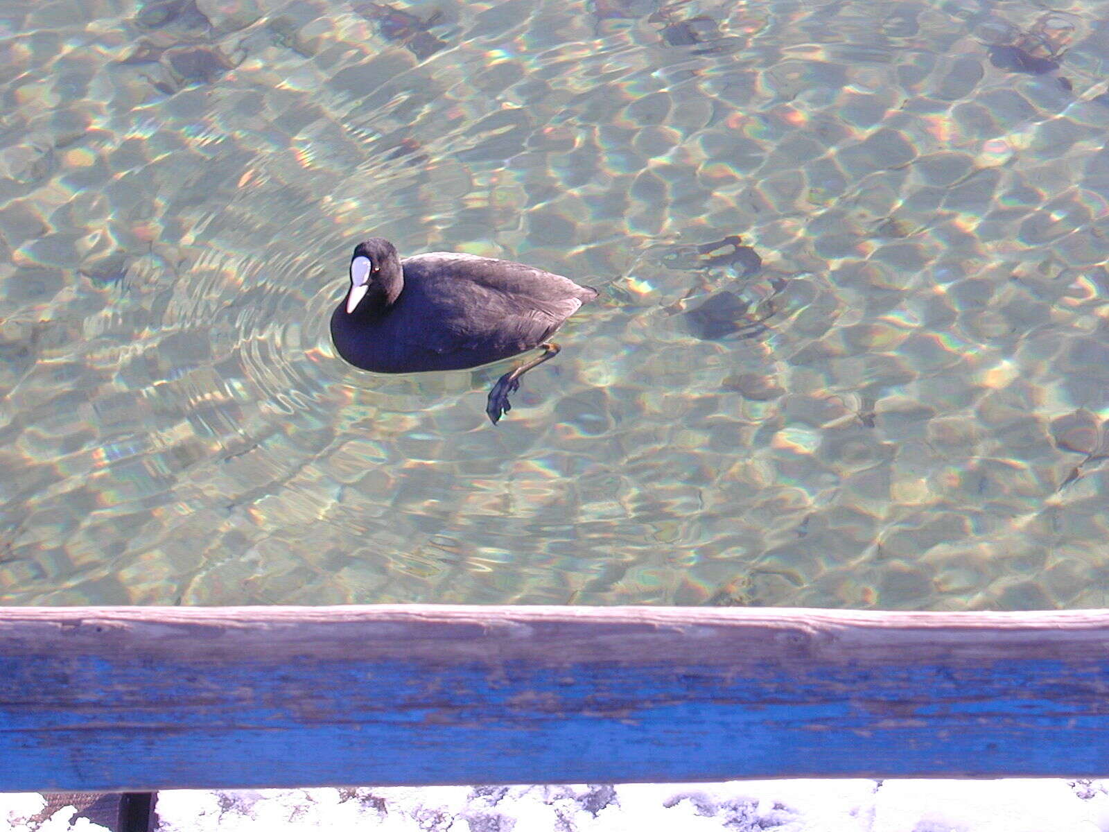 Image of Common Coot