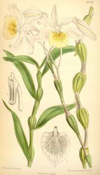 Image of Dendrobium findleyanum