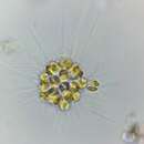 صورة Chrysosphaerella longispina