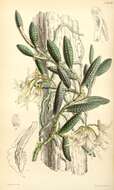 Image of Cucumber orchid