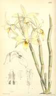 Imagem de Dendrobium heterocarpum Wall. ex Lindl.