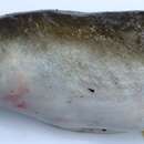 Image of African longfin eel
