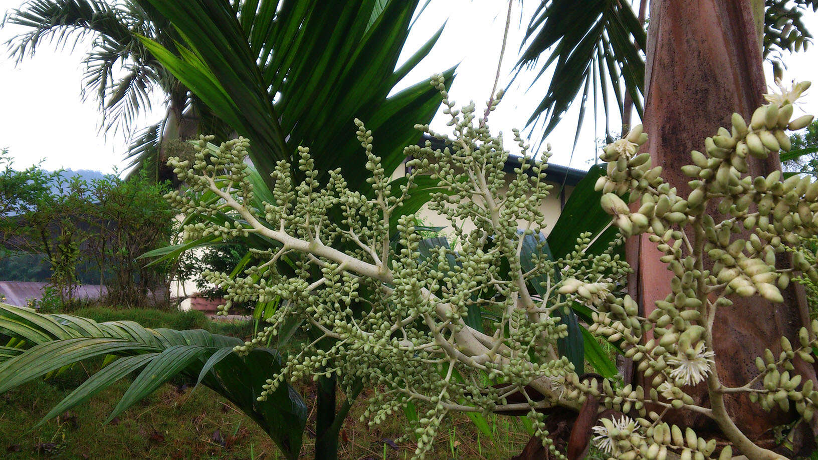 Image of Areca Palm