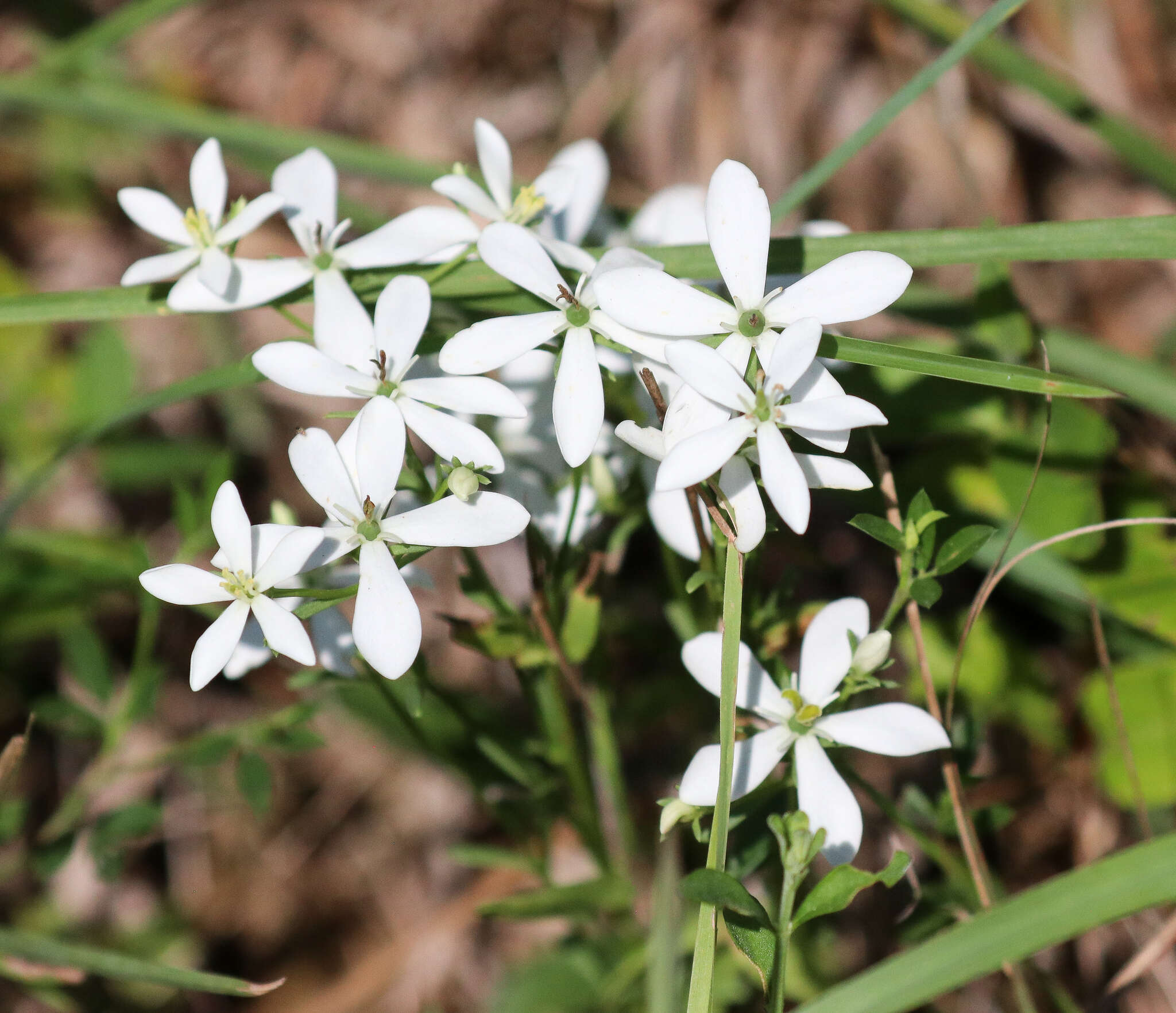 Sabatia quadrangula Wilbur resmi