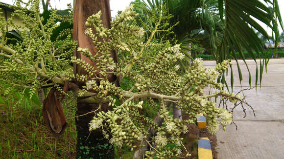 Sivun Dypsis lutescens (H. Wendl.) Beentje & J. Dransf. kuva