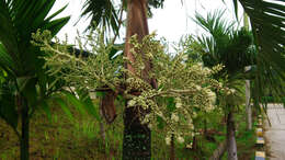 Sivun Dypsis lutescens (H. Wendl.) Beentje & J. Dransf. kuva