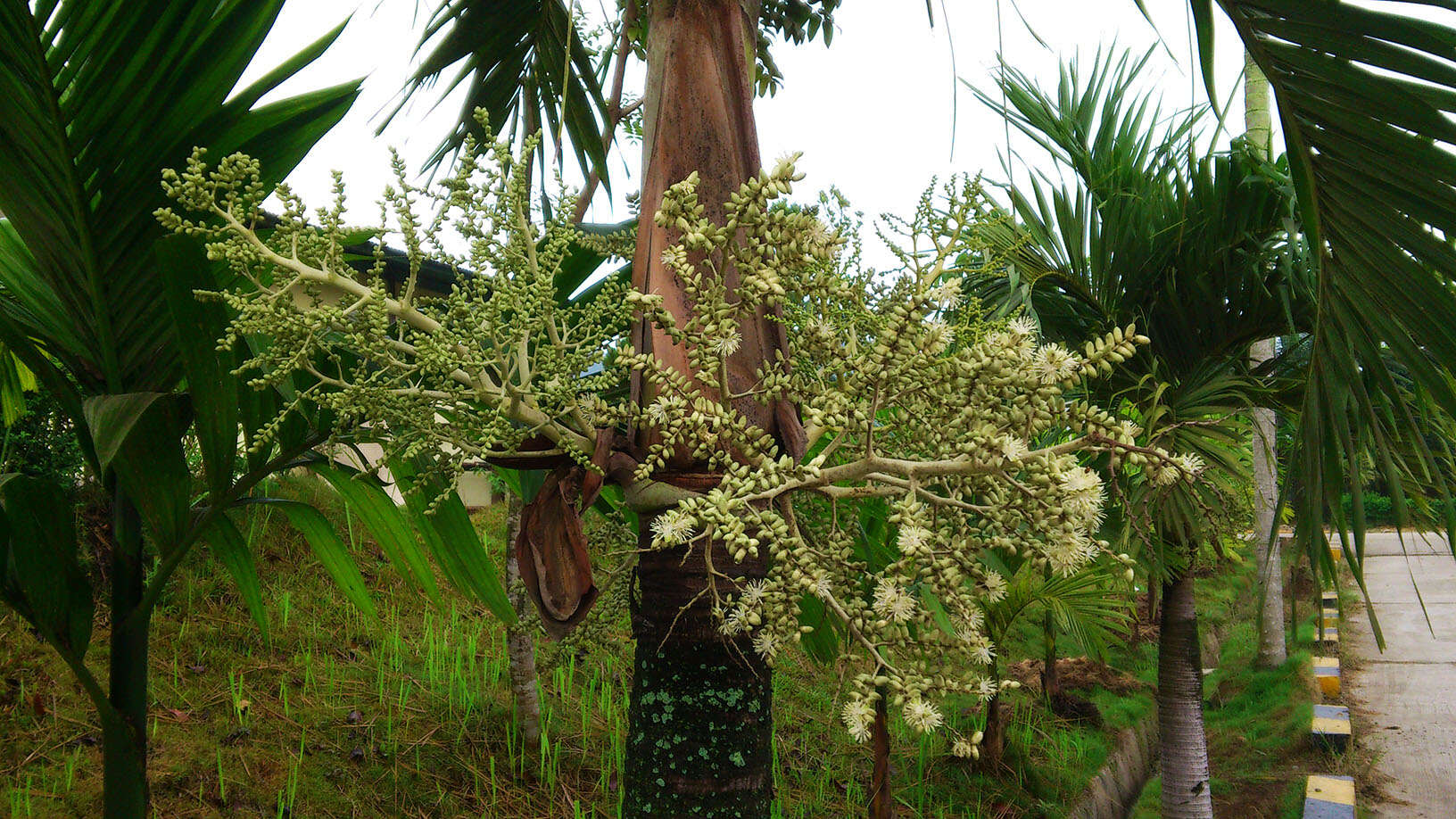 Image of Areca Palm