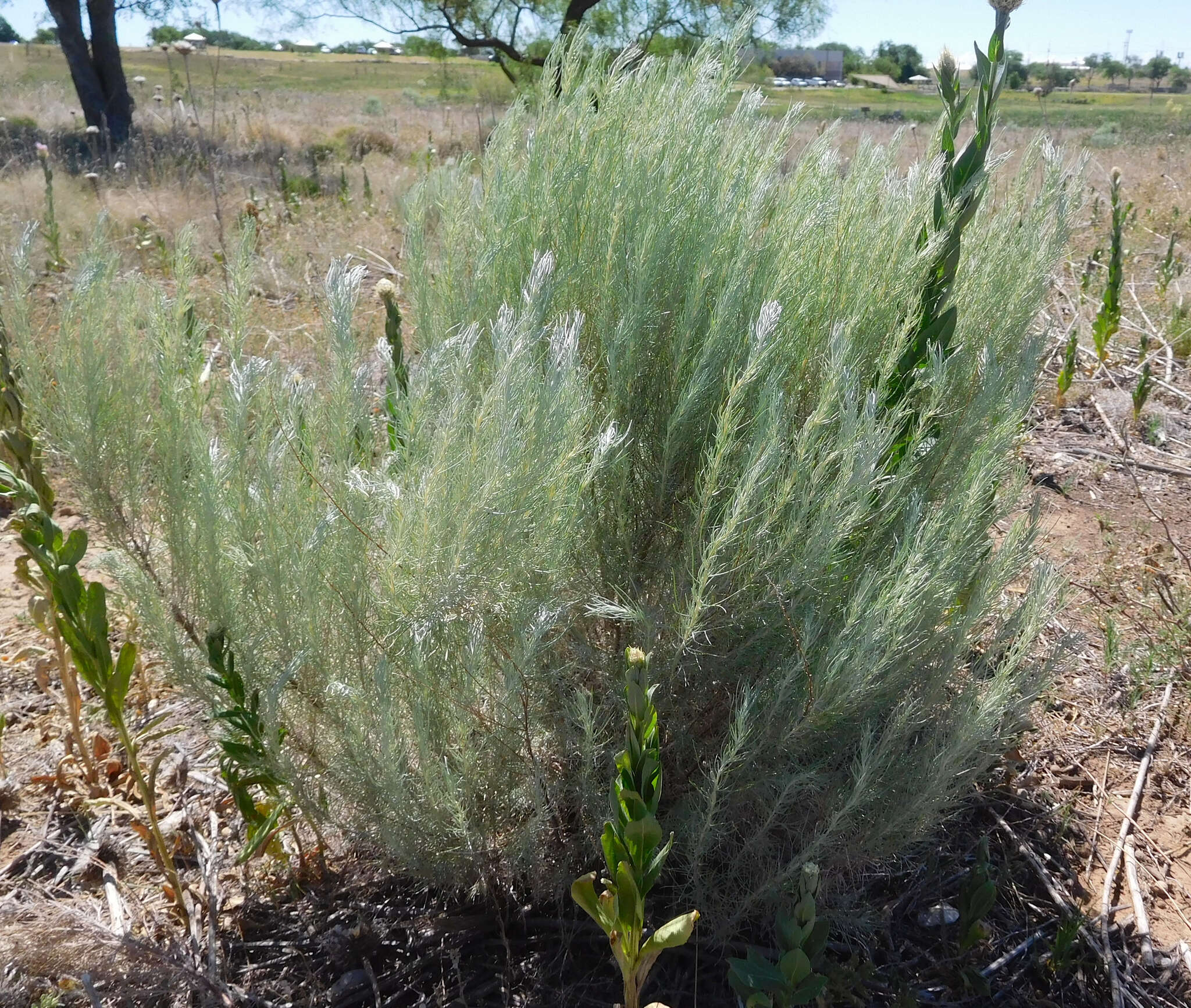 Artemisia filifolia Torr. resmi