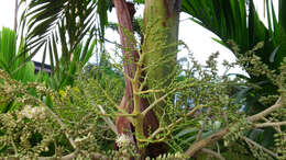 Image of Areca Palm