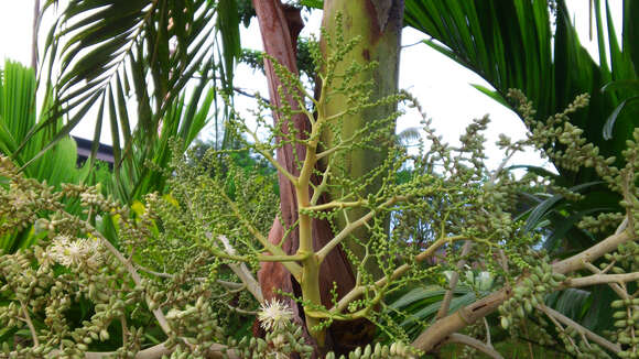 Sivun Dypsis lutescens (H. Wendl.) Beentje & J. Dransf. kuva