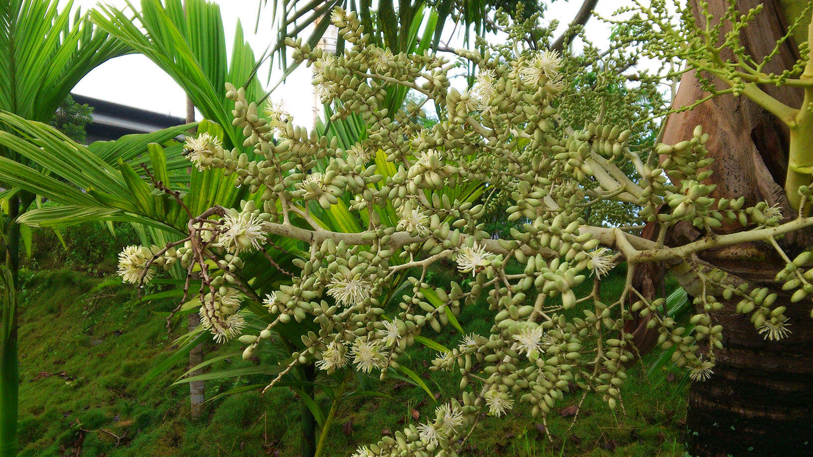 Sivun Dypsis lutescens (H. Wendl.) Beentje & J. Dransf. kuva