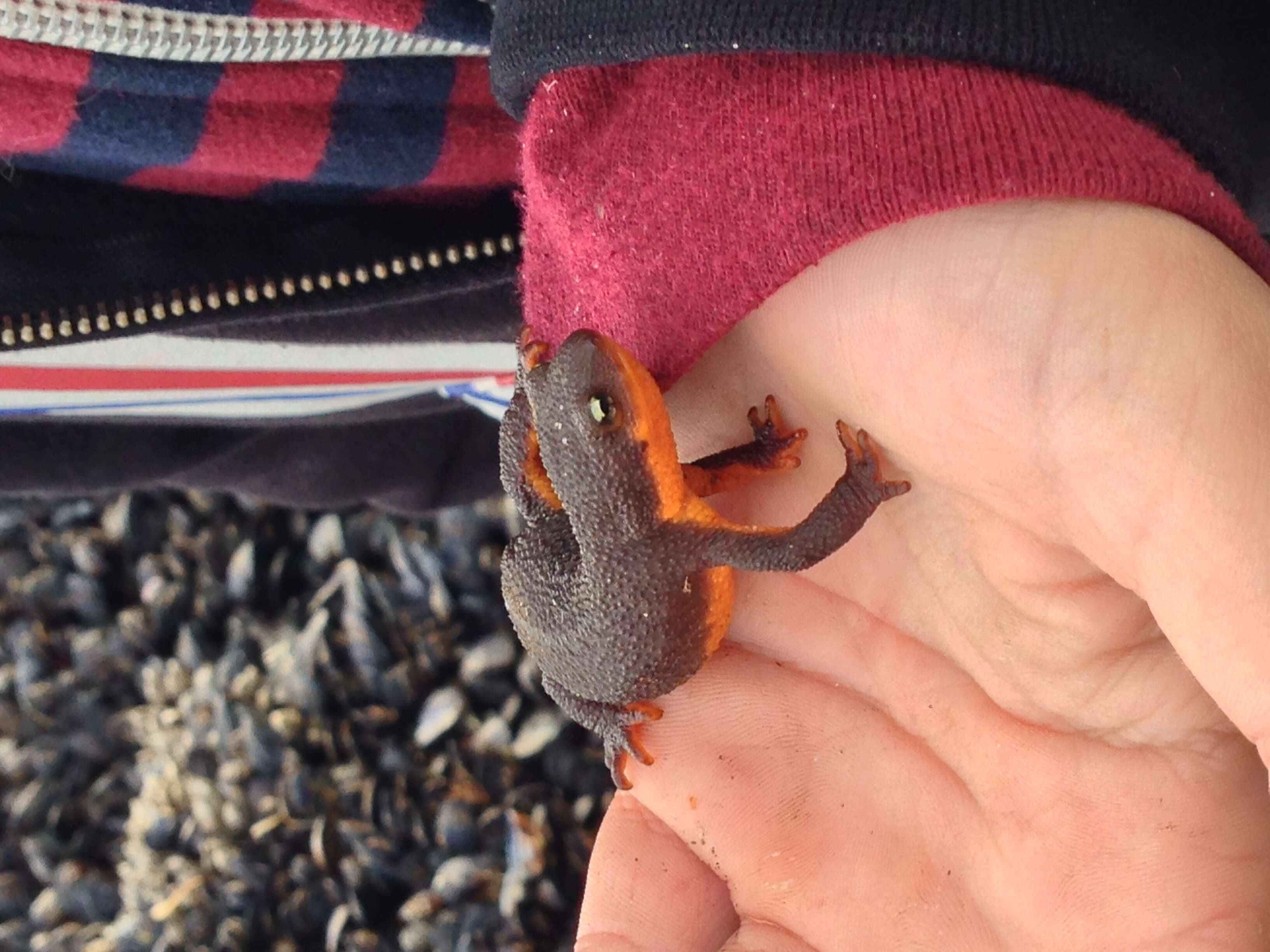 Image of California Newt