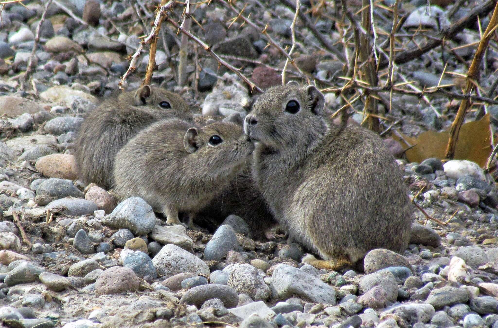 Image of Southern Mountain Cavy