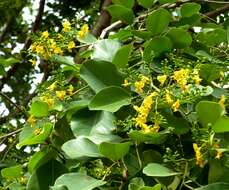 Imagem de Pterocarpus rotundifolius (Sond.) Druce