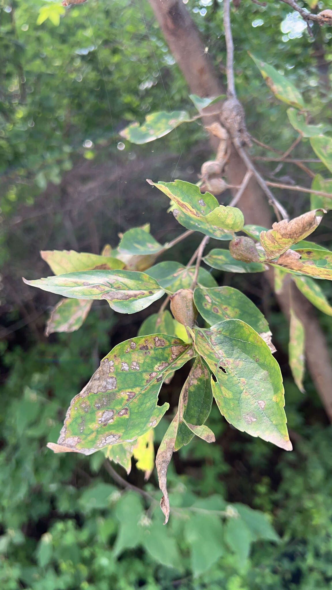 Image of Bunge's hackberry