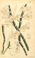 Image of Shoe-lipped Dendrobium