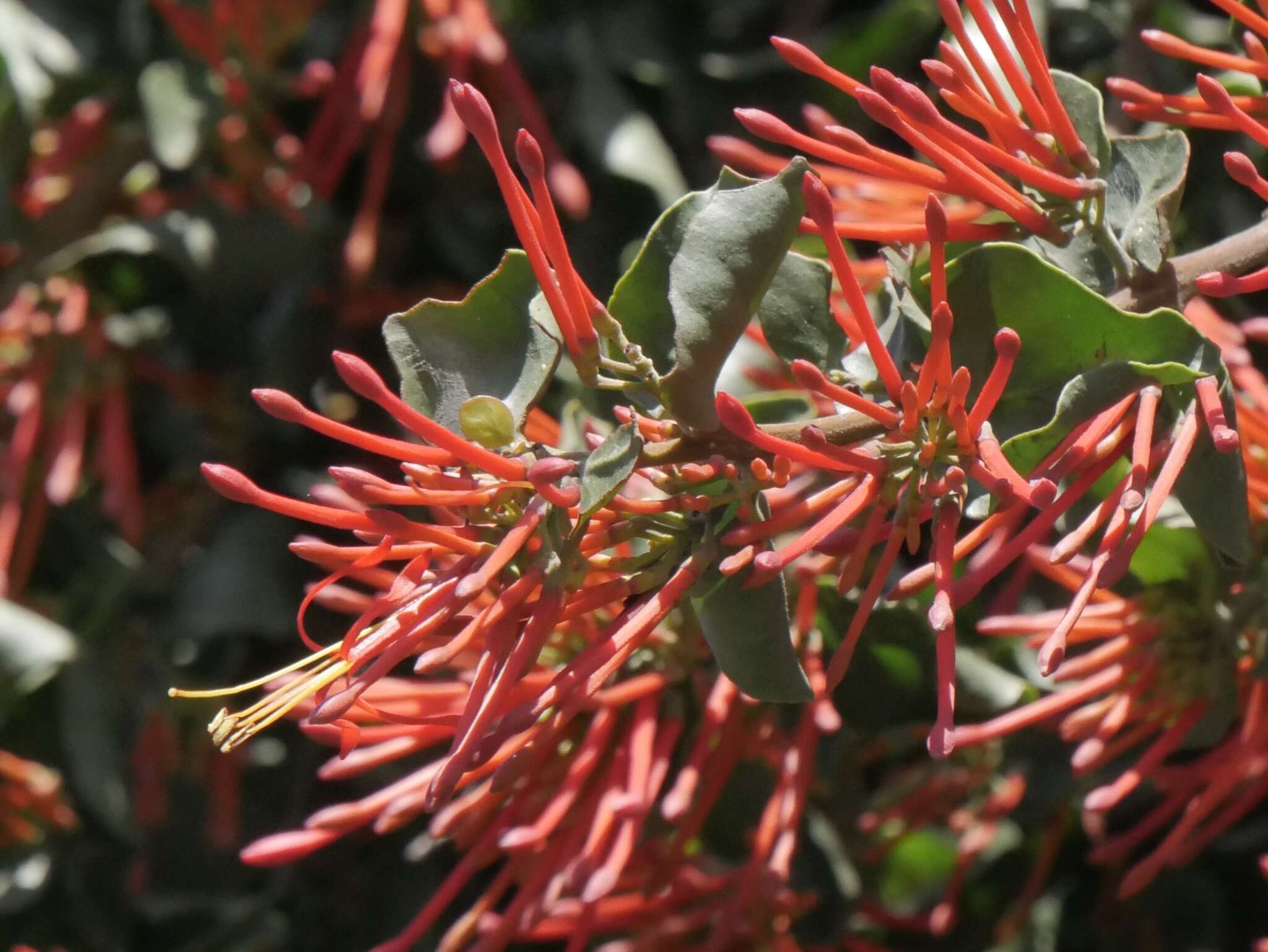 Image of Tristerix corymbosus (L.) J. Kuijt