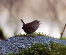 Image of Pacific Wren