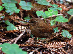 Image of Pacific Wren