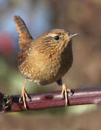 Image of Pacific Wren