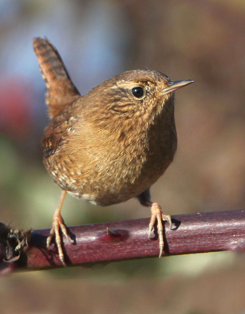 Image of Pacific Wren