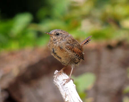 Image of Pacific Wren