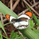 Image of Colotis euippe (Linnaeus 1758)